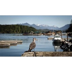 British Columbia, Vancouver Island, Strathcona Park, Harbor Poster Print by Matt Freedman (20 x 12)