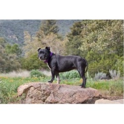 A Staffordshire Bull Terrier dog in garden Poster Print by Zandria Muench Beraldo (24 x 17)