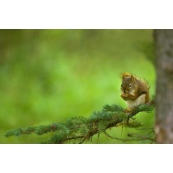 Posterazzi DPI1792226 Red Squirrel On A Tree Branch Poster Print by Corey Hochachka, 17 x 11