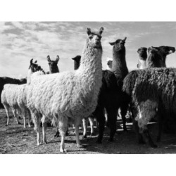 Posterazzi SAL990118158 Herd of Llamas Standing in a Field Lama Glama Poster Print - 18 x 24 in.