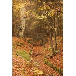 Posterazzi DPI1868785 Northumberland England - A Creek Through the Forest In Autumn with A Bridge Crossing Over It Poster Print, 12 x 19