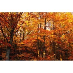 Posterazzi DPI1781616 A Vibrant Forest in The Fall Poster Print by David Chapman, 17 x 11
