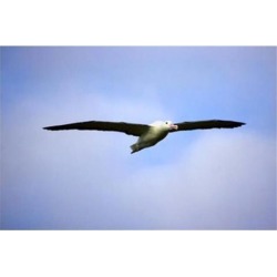 Royal Albatross, Dunedin, South Island, New Zealand Poster Print by David Wall (34 x 23)