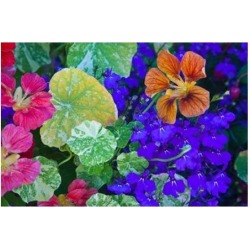 Posterazzi PDDCN02TEG0088 British Columbia Victoria Flowerboxes Poster Print by Terry Eggers - 29 x 19 in.