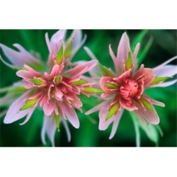 Posterazzi PDDCN01RTI0000 Indian Paintbrush Banff National Park Alberta Canada Poster Print by Rob Tilley - 27 x 18 in.