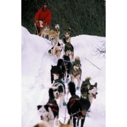 Dog Sled Racing in the 1991 Iditarod Sled Race, Alaska, USA Poster Print by Paul Souders (24 x 36)