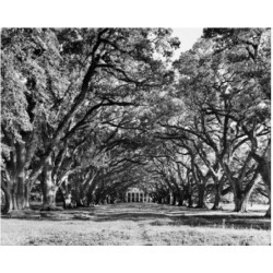 Posterazzi SAL25544984 Oak Trees in a Field Oak Alley Plantation Vacherie Louisiana USA Poster Print - 18 x 24 in.