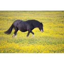 A Horse Walking In A Field Of Yellow Flowers; Northumberland, England Poster Print (19 x 12)