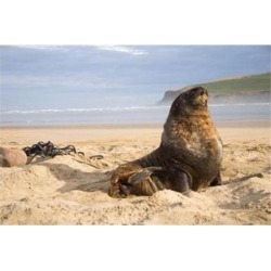 Posterazzi PDDAU02MWR0052 Sea Lions on Beach Catlins New Zealand Poster Print by Micah Wright - 26 x 17 in.
