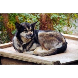 Posterazzi PDDUS02MHE0007 Alaskan Husky Dog Denali Park Alaska USA Poster Print by Michel Hersen - 29 x 19 in.
