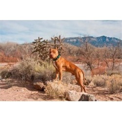 American Pitt Bull Terrier dog, New Mexico Poster Print by Zandria Muench Beraldo (24 x 16)