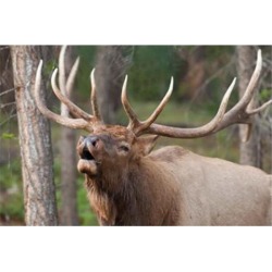 Posterazzi PDDCN01BJA0026 Canada Alberta Jasper National Park Bull Elk Bugling Poster Print by Jaynes Gallery - 28 x 19 in.