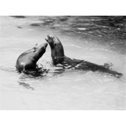 Posterazzi SAL255424419 USA Florida Homosassa Springs Sea Lions in Pool Poster Print - 18 x 24 in.