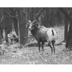 Posterazzi SAL9903304 Bighorn Sheep Standing in a Forest Ovis Dalli Poster Print - 18 x 24 in.