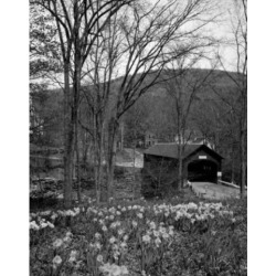 Posterazzi SAL255424050 USA Vermont Brattleboro Daffodils in Forest Covered Bridge in Background Poster Print - 18 x 24 in.