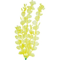 Glofish Plant