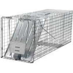 Professional Raccoon Trap