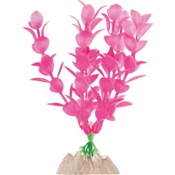 Glofish Plant