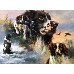 Springer Spaniels (English Springer) Blank Greeting Cards - 6 Pack