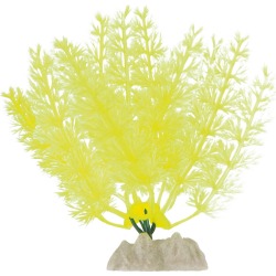 Glofish Plant