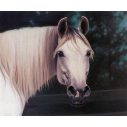 Horses - Got Carrots? - 6 Pack