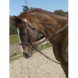 Ovation Stretch Cord Draw Reins found on Bargain Bro Philippines from horseloverz.com for $89.95