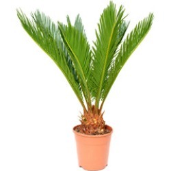 Phoenix Plant
