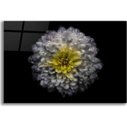 Latitude Run® Backyard Flowers 46 Color Version by Brian Carson - Unframed Photograph Plastic/Acrylic in Black/Yellow | Wayfair