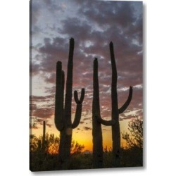 Millwood Pines 'Arizona, Saguaro Np Sunset on Desert Landscape' Photographic Print on Wrapped Canvas & Fabric in Black/Orange | Wayfair found on Bargain Bro from Wayfair for USD $37.99