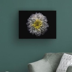 Ebern Designs Backyard Flowers 46 Color Version by Brian Carson - Wrapped Canvas Photograph Canvas & Fabric in Black | Wayfair