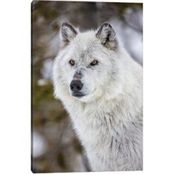 East Urban Home Captive Gray Wolf Portrait at the Grizzly & Wolf Discovery Center in West Yellowstone in Green, Size 26.0 H x 18.0 W x 0.75 D in