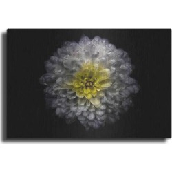 Red Barrel Studio® Backyard Flowers 46 Color Version by Brian Carson - Unframed Graphic Art on Metal in White | Wayfair