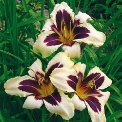 Daylily Wild Horses
