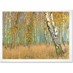 Millwood Pines Autumn Birch Forest Art III - Floater Frame Print on Canvas & Fabric in White, Size 24.0 H x 36.0 W x 1.0 D in | Wayfair found on Bargain Bro Philippines from Wayfair for $101.86
