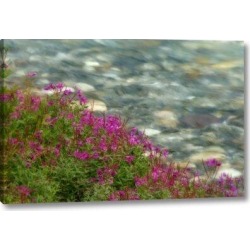 Winston Porter Canada, Kootenay Np Fireweed Grows By Stream by Don Paulson - Photograph Print on Canvas & Fabric in Green/Pink | Wayfair found on Bargain Bro from Wayfair for USD $43.31