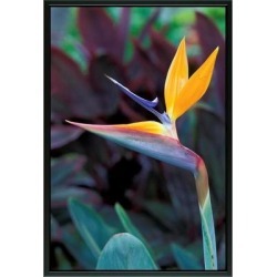 Easy Art Prints John & Lisa Merrill's 'Hawaii Tropical Flower