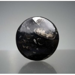 Orren Ellis Zela Belemnite Sphere Sculpture Stone in Black/Gray, Size 3.0 H x 3.0 W x 3.0 D in | Wayfair 699504FCF6674F0D8291AB4DF2040C00 found on Bargain Bro from Wayfair for USD $77.51