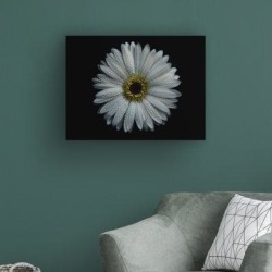 Ebern Designs Backyard Flowers 71 Color Version by Brian Carson - Wrapped Canvas Photograph Canvas & Fabric in Black | Wayfair