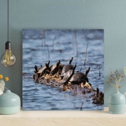 Bayou Breeze Black Turtles On Brown Wooden Log In Water - 1 Piece Square Graphic Art Print On Wrapped Canvas & Fabric in Black/Blue | Wayfair