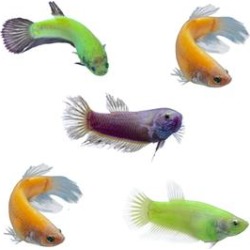 Female GloFish Betta 5-Pack (Betta splendens) found on Bargain Bro from petco.com for USD $68.39