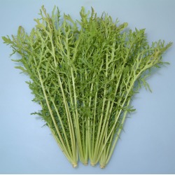 Mustard Seeds - Golden Streak -1 Lb ~120000 Seeds - Non-GMO, Heirloom - Vegetable Garden & Microgreens