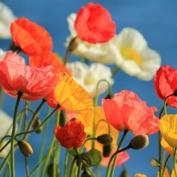 California Poppy Flower - Mission Bells - 1 g Packet ~600 Seeds - Poppies - Buy Non-GMO Eschscholtzia californica Farm & Gardeni
