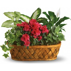 Plants Galore Flower Delivery