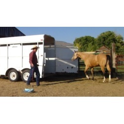 Trailer Loading Your Horse