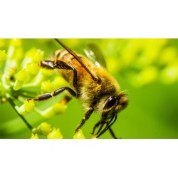 Your Winning Photo in 5 Steps