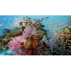 Take Amazing Underwater Pictures Using Compact Cameras