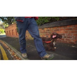 Dog Training for Humans - Stop Pulling on the Lead!