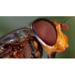 Macro Photography & Focus Stacking Made Easy
