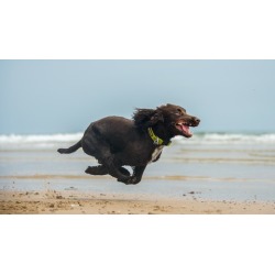 Dog Training for Humans -Easy Peasy Recall Training for Dogs