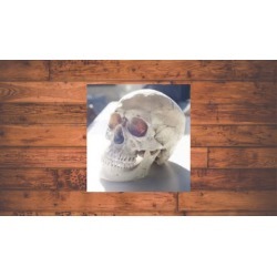 Forensic Odontology and anthropology practice test